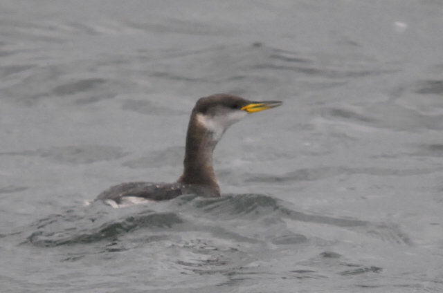 Red-necked Grebe