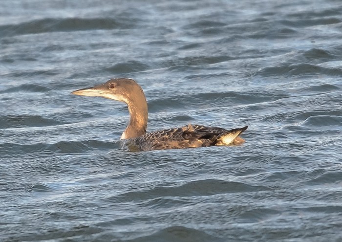 Great Northern Diver