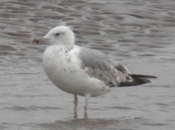 Caspian Gull