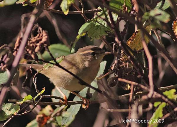 Radde's Warbler