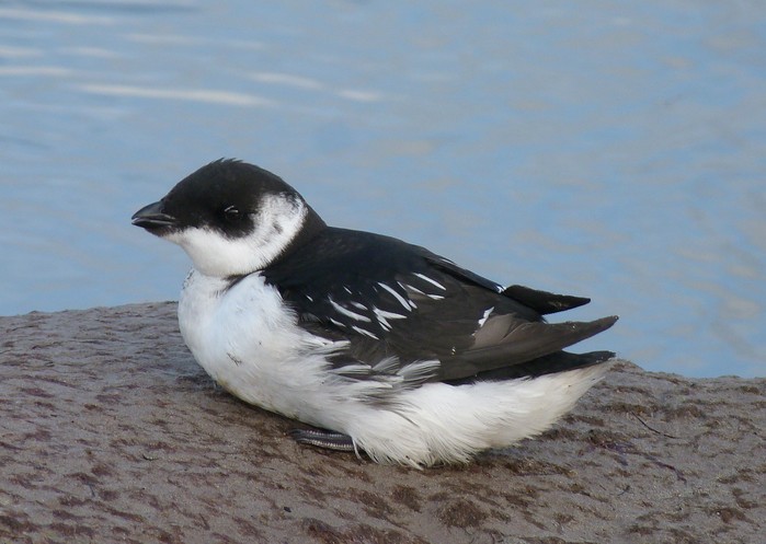 Little Auk