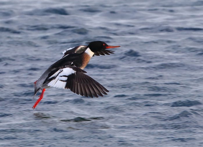 Red-breasted Merganser