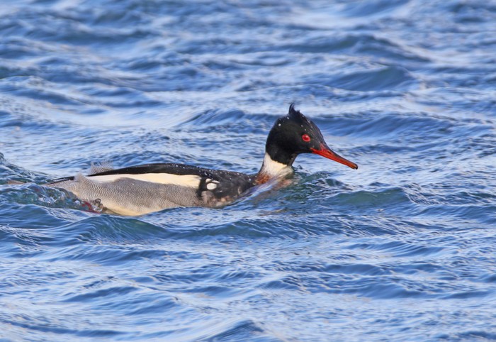 Red-breasted Merganser