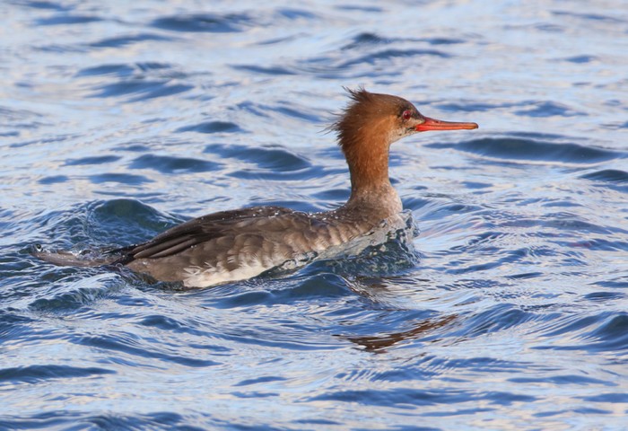 Red-breasted Merganser