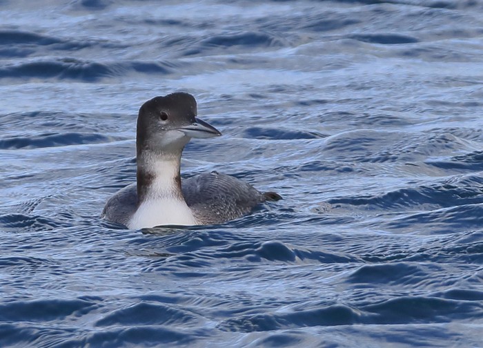 Great Northern Diver