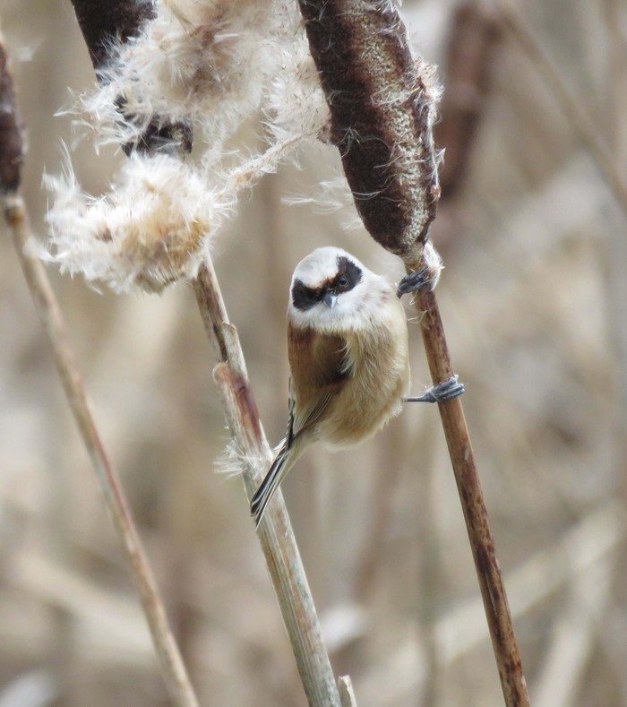 Penduline Tit