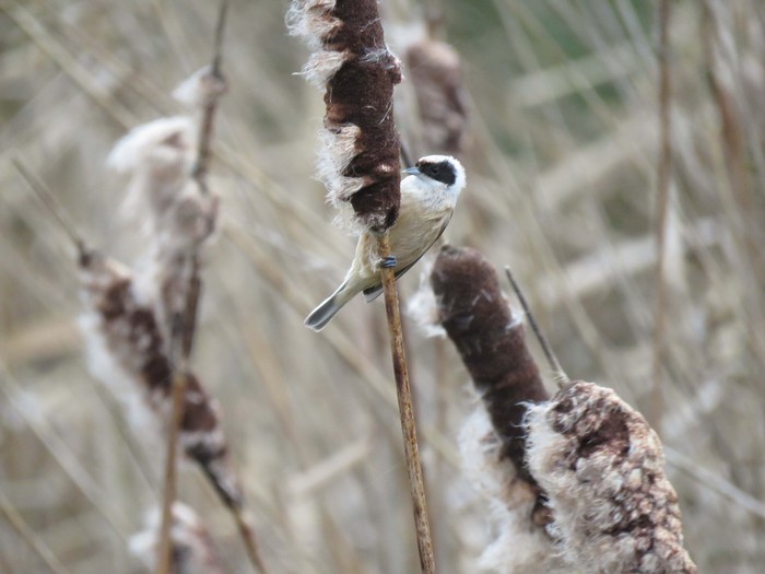 Penduline Tit