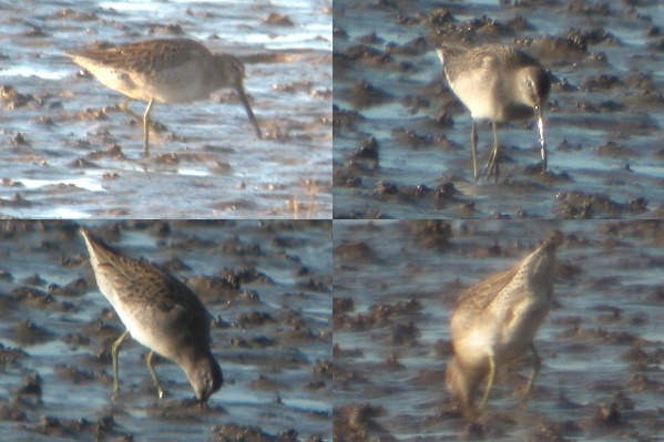 Long-billed Dowitcher