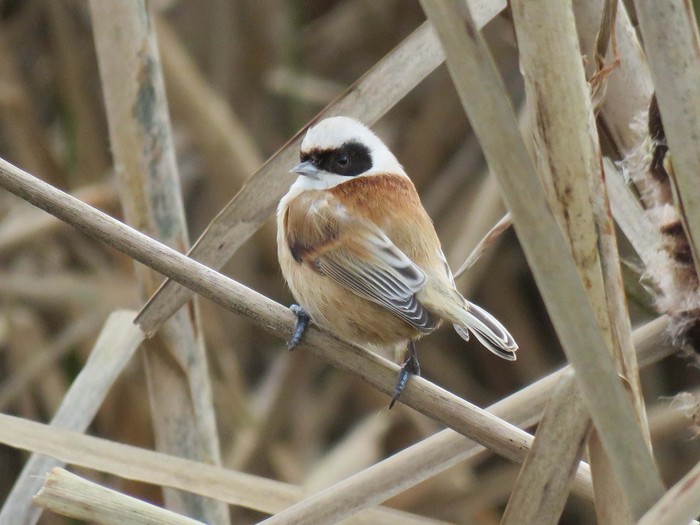 Penduline Tit