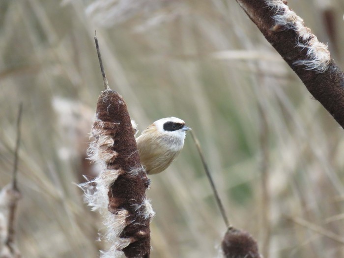 Penduline Tit