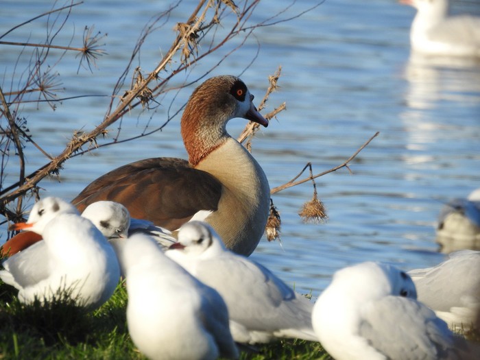 Egyptian Goose
