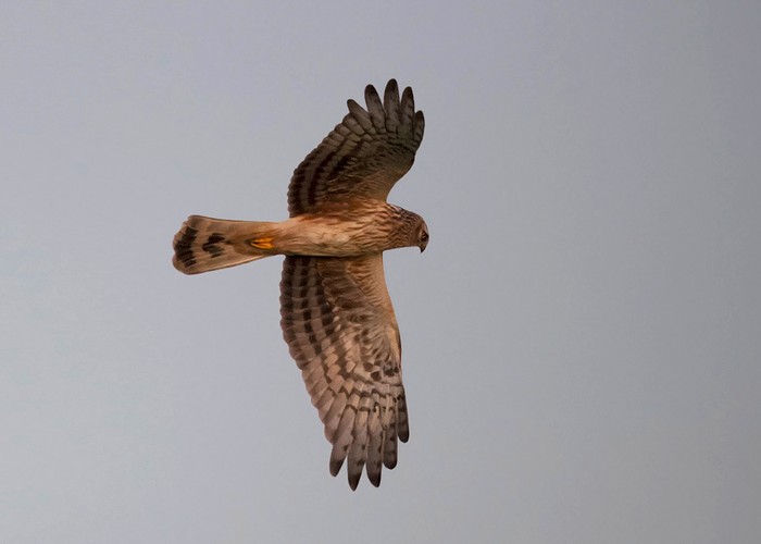 Hen Harrier