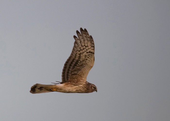 Hen Harrier
