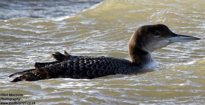 Great Northern Diver