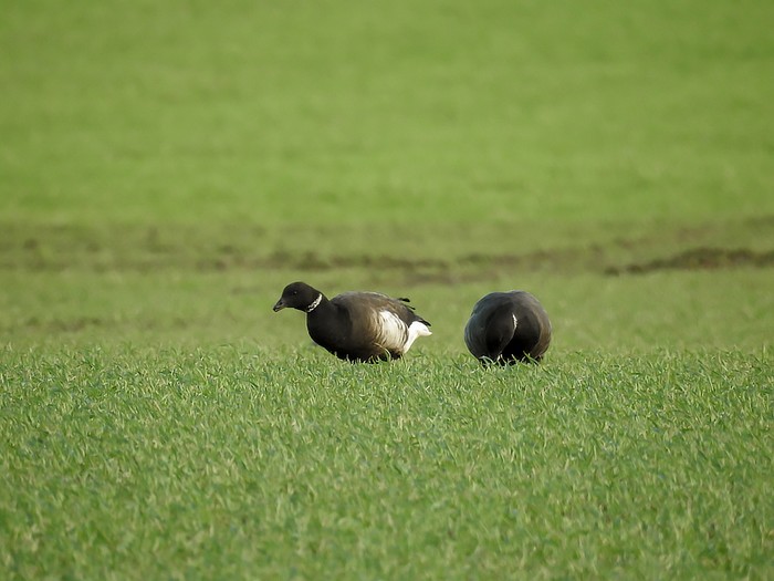 Black Brant