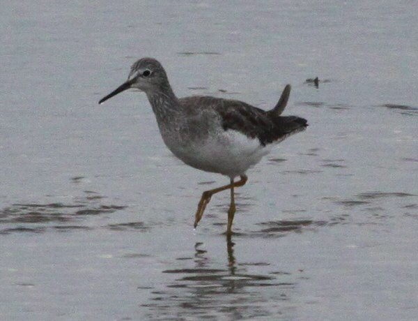 Lesser Yellowlegs