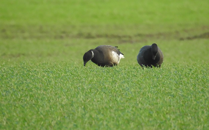 Black Brant