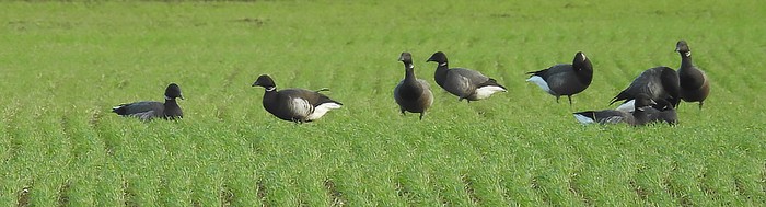 Black Brant
