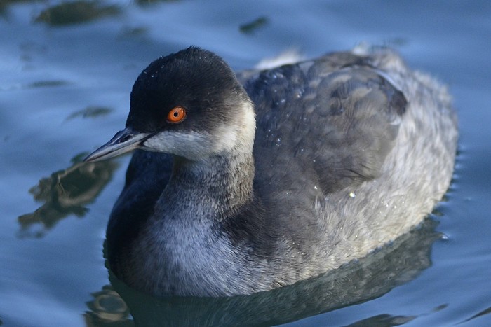 Black-necked Grebe
