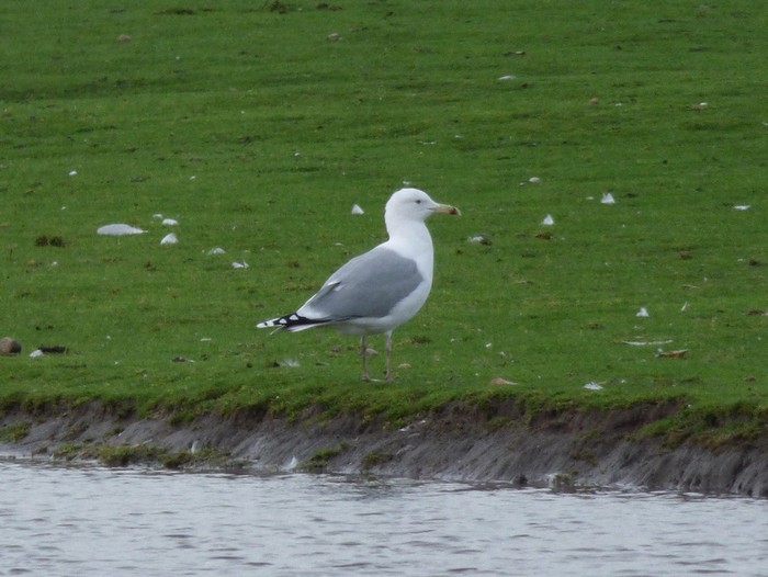 Caspian Gull