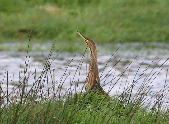American Bittern