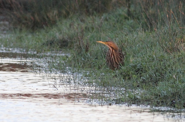 American Bittern