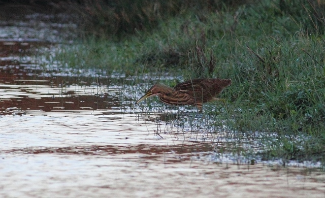American Bittern