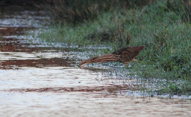 American Bittern