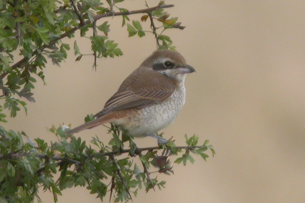 Brown Shrike
