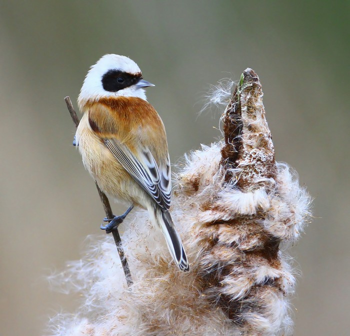 Penduline Tit