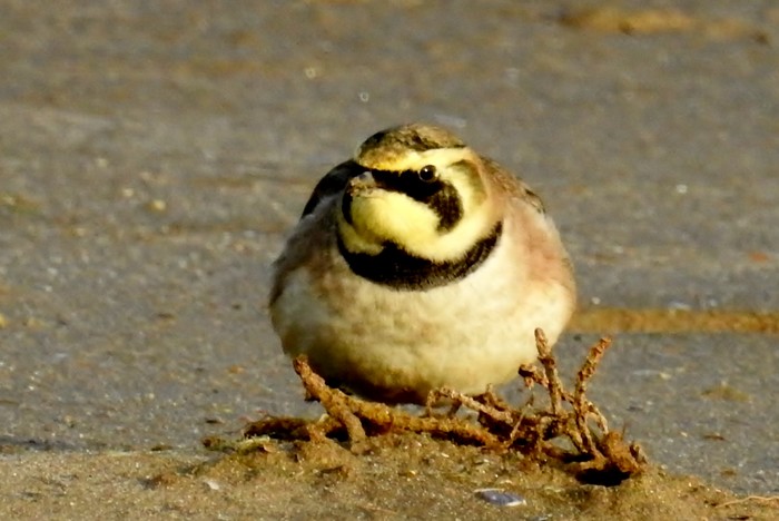 Shorelark