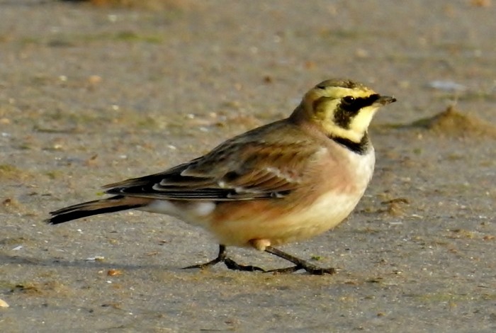Shorelark