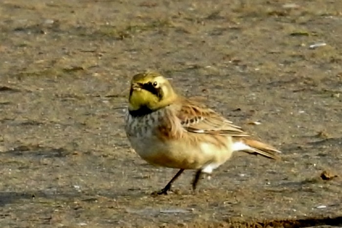Shorelark