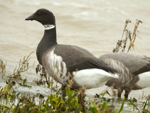Black Brant