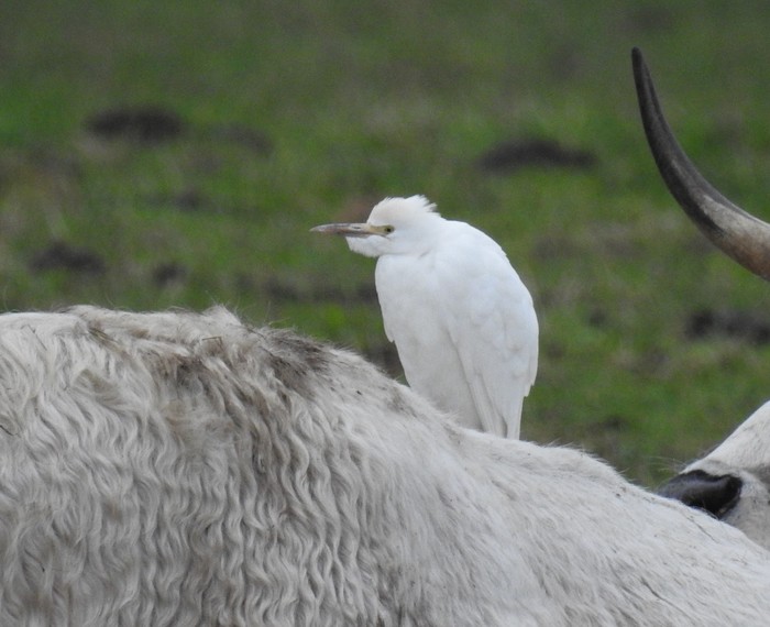 Cattle Egret