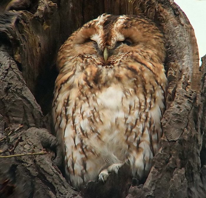 Tawny Owl