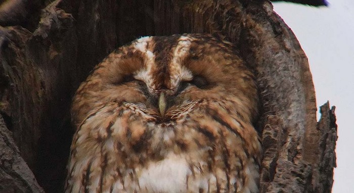 Tawny Owl