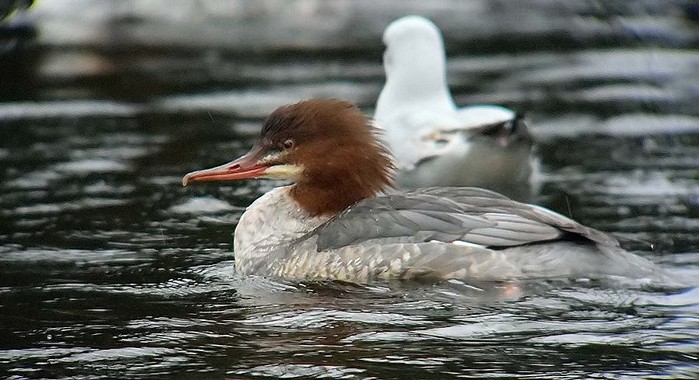 Goosander