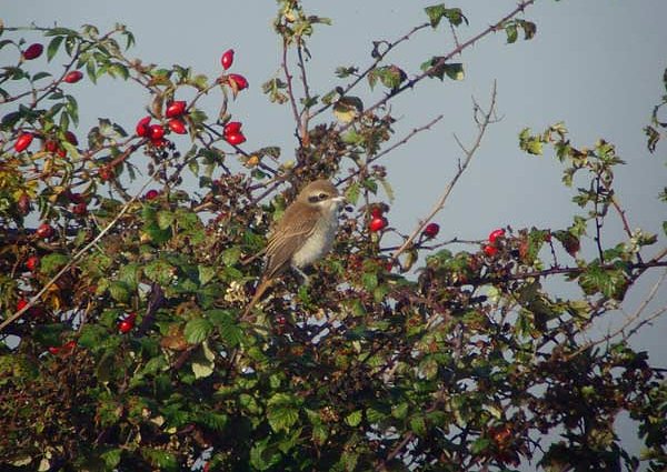 Brown Shrike