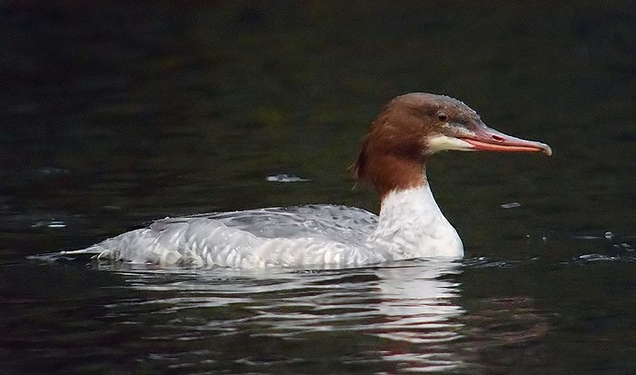 Goosander