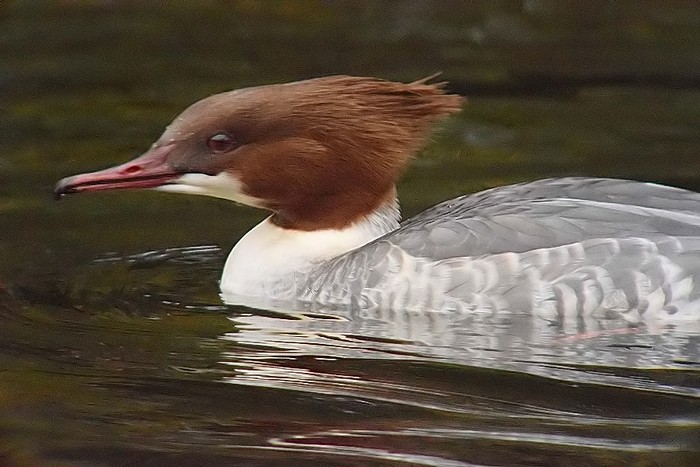 Goosander