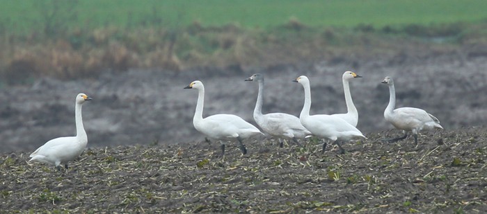 Bewick's Swan