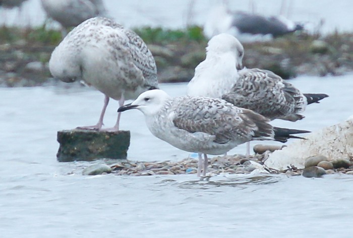 Caspian Gull