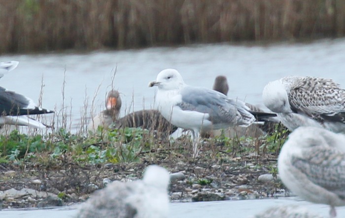 Caspian Gull