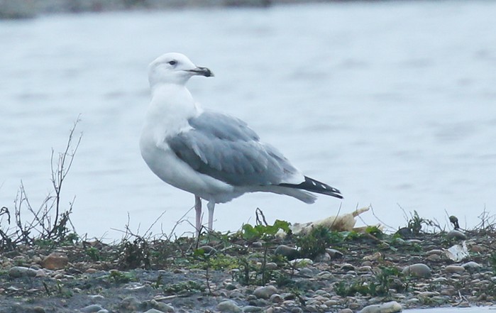 Caspian Gull
