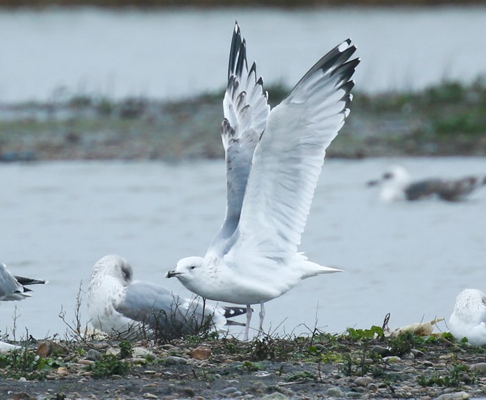 Caspian Gull