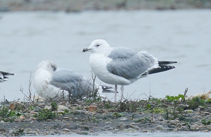 Caspian Gull