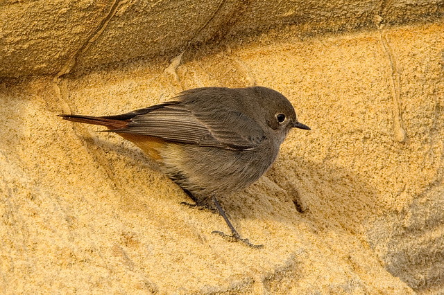 Black Redstart