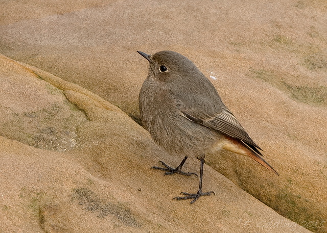 Black Redstart