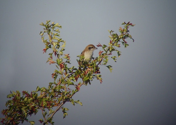 Brown Shrike